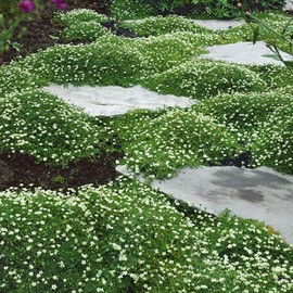 Outsidepride Outsidepride Irish Moss Ground Cover Seeds - 5000 Pcs Perennial Low Growing, Mat-Forming Lawn Alternative, Outdoor Ground Cover Seeds with Shade Tolerance, Ideal for Pathways and Rock Gardens