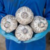 GREANER Mushroom Grow Bags 6 Mil, 8"x5"x20" Thick Autoclave Spawn