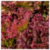 Everwilde Farms - 1 Lb Lolla Rosso Darky Lettuce Seeds