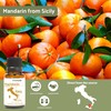 Nature Packaged Pure Mandarin Essential Oils - Essential Oils for