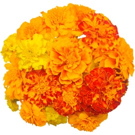 400 Marigold Seeds for Planting - Petite French Dwarf Variety - Heirloom, Non-GMO, USA Grown - Easy to Grow by RDR Seeds