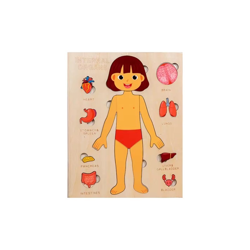 Wooden Human Body Puzzle for Kids - Removable Organ Pieces