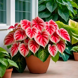 6 Crimson Sky Caladium Bulbs for Planting - Perennial Hosta, Elephant Ears, Fancy (6 Bulbs)
