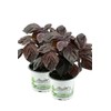 Set of 2 Japanese Basil Shiso, Perilla (Perilla frutescens), Basil