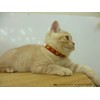Beastie Bands Royal Cat Collar