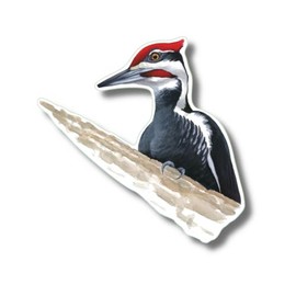 Earth Sky + Water - Pileated Woodpecker - 3.5″ Sticker
