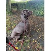 All in One Black No Pull Headcollar Fits All Dogs