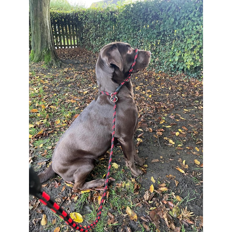 All in One Black No Pull Headcollar Fits All Dogs