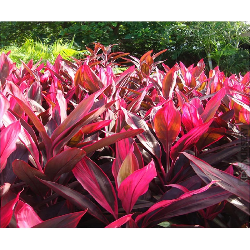 HAWAIIAN RED TI LEAF PLANT 2 LOGS ~ GROW HAWAII