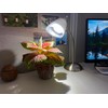 Miracle LED Tight Focus LED Full Spectrum Daylight Single Plant