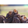 Wild Morel Mushrooms - Sun-Dried Caps (4 - 8 cm)