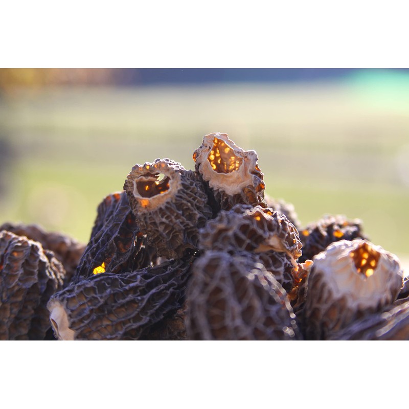 Wild Morel Mushrooms - Sun-Dried Caps (4 - 8 cm)