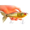 7" Pedigree Glider Glide Bait Swimbait Musky Striper Bass Fishing