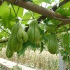 1 Chayote Squash Mirliton Live Plant Ready To Plant