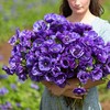 Eden Brothers Anemone Bulbs - De Caen Blue