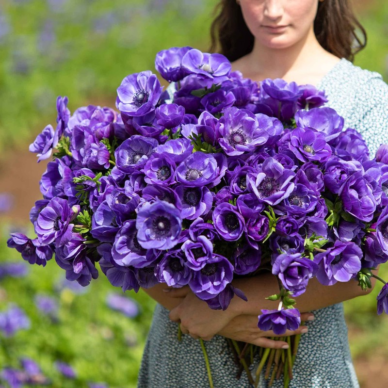 Eden Brothers Anemone Bulbs - De Caen Blue