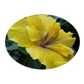Chartreuse Rose Tropical Exotic Hibiscus Plant Fancy Double Ruffled Single Flower Yellow White Blue Pink Starter Size 4 Inch Pot Emeralds Tm