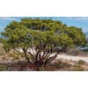 Tree Austin Griffiths Manzanita Tree, Landscape Focal Point,Pre-Bons - 2