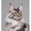 Monshop Wool Felt Kit, Realistic Cats, Maine Coon, Cat