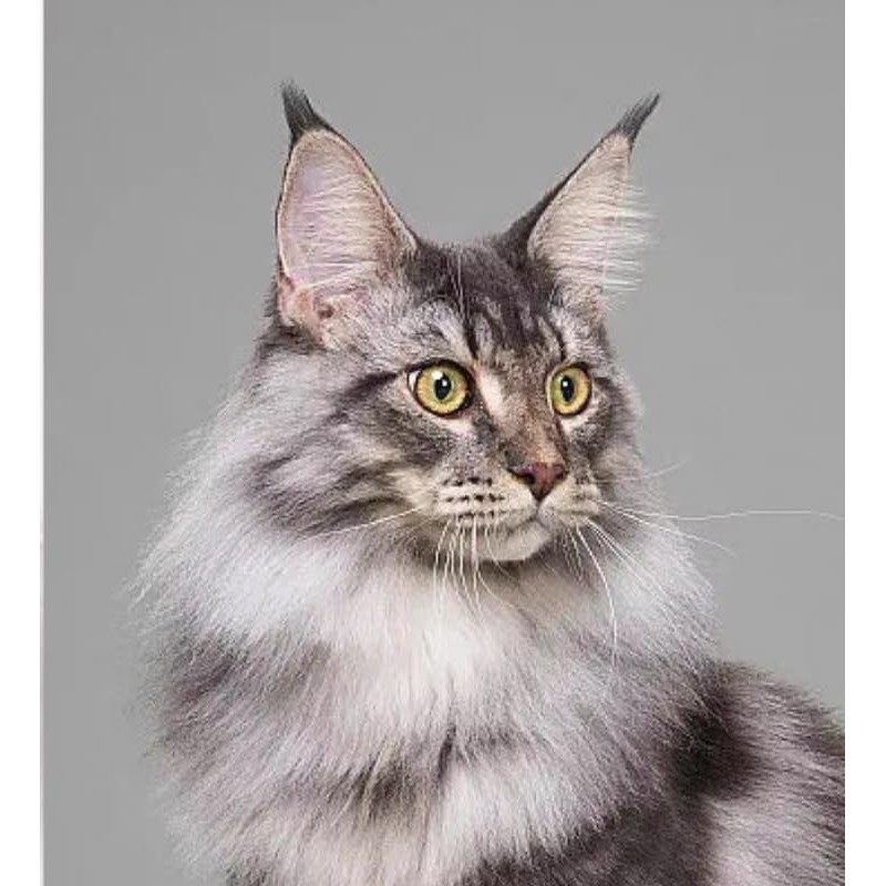 Monshop Wool Felt Kit, Realistic Cats, Maine Coon, Cat