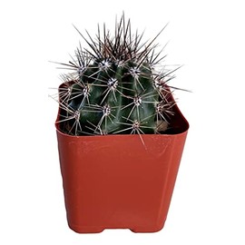 Fat Plants San Diego Living Indoor Succulents and Cactus Rooted in Plastic Planters with Soil (2 Inch, Carnegiea gigantea Saguaro)