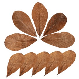 NOLITOY 20pcs Dried Leaf Sushi Decor Japanese Style Serving Plate Embellishments Aesthetic Sashimi Decoration Delicate Food Presentation for Gourmet Displays