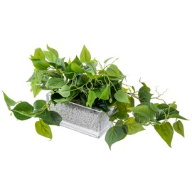 MyGift Artificial Pothos Plants Indoor, Fake Green Leaves Potted in 8 Inch Clear Glass Planter Box with White Pebbles, Faux Greenery Vines Table Centerpiece Home Decor