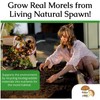 Garden Morel Mushroom Grow Kit - MOREL HABITAT KIT ®