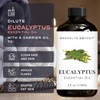 Brooklyn Botany Eucalyptus Essential Oil - Huge 4 Fl Oz