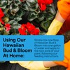 Grow More Urea-Free Hawaiian Bud and Bloom 5-50-17 Fertilizer -