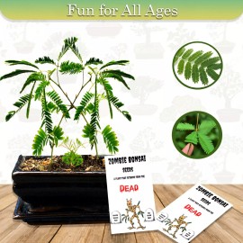 CZ Grain Zombie Bonsai Seeds Packets (2 Pack) - Amazing Sensory Plant, Stocking Stuffer