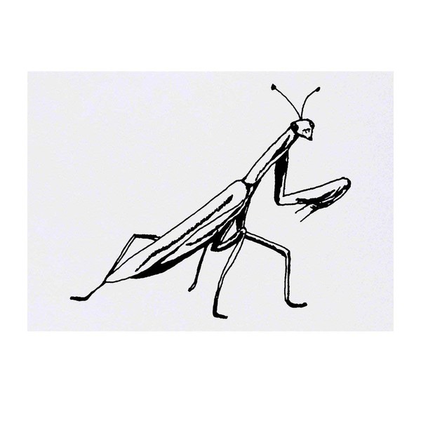 'Praying Mantis' Temporary Tattoo - Water Resistant, Skin-Safe, Non-Toxic Transfer