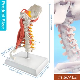 EVOTECH SCIENTIFIC Cervical Spine Anatomical Model with Brainstem, Muscles, Thoracic Vertebrae & Nerves – Life-Size Human Neck Vertebrae Model for Medical Teaching, Chiropractic, and Anatomy Study