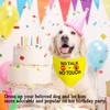 Stop No Touch No Talk Dog Bandana, Yellow Dog Bandana,