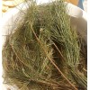 Homemade 25 Pc Lot: Organic Eastern White Pine Needle Tea