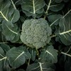 Eden Brothers Broccoli Seeds - Calabrese