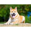 PET SUPPLEMENTS & NUTRITION LLC Immune Dog Supplement - Advanced