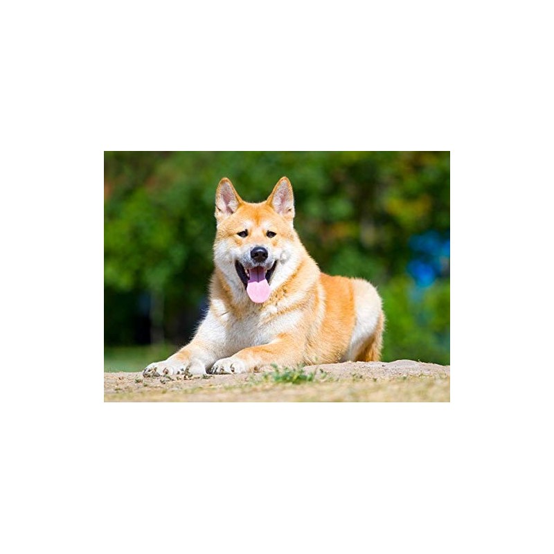 PET SUPPLEMENTS & NUTRITION LLC Immune Dog Supplement - Advanced