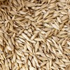 Organic Einkorn Grain Seeds Husk On - 25 Lb Bulk