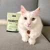 Cat Probiotic Digestive Care Supplement Petz Park