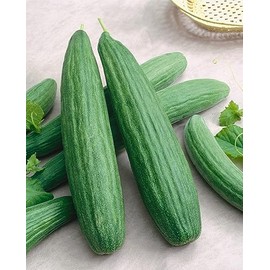 Cucumber Armenian Dark Green Great Heirloom Vegetable Seeds by Seed Kingdom (1/4 Lb Seeds)