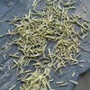 Green Tea Chinese Natural Rosemary Tea Herbal Tea Scented Tea