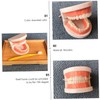 BIUDECO Standard Teeth Model for Teaching Friendly Typodont Demonstration for