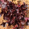 KIRA SEEDS - Seeds Red Indoor Lettuce - 20 Days