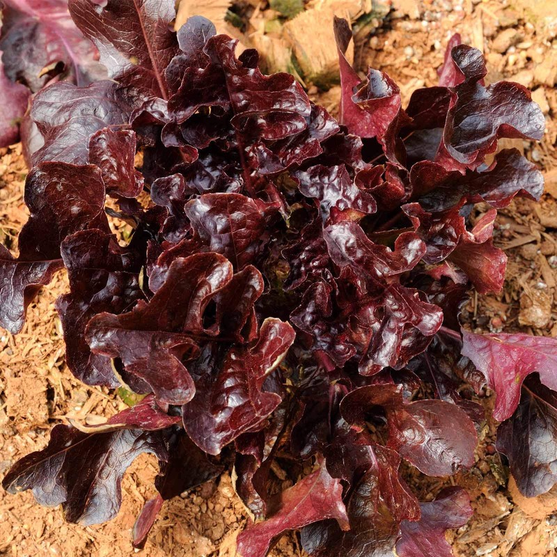 KIRA SEEDS - Seeds Red Indoor Lettuce - 20 Days