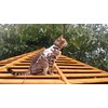 Mynwood Cat Jacket/Harness Desert Storm Combat Kitten up to 8month