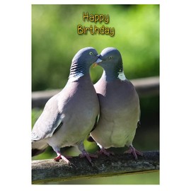 Racing Homing Pigeon Birthday Card
