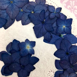 Compact Pressed Flower Hydrangea Indigo (Yamajimi, Ailo), 35 to 40 Sheets Per Pack! UV Resin, Pressed Flower Art, Accessories, Welcome Board, Wedding Certificate, Parenting Appreciation
