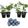 Wekiva Foliage Blueberry Variety Pack - 4 Live Starter Plants