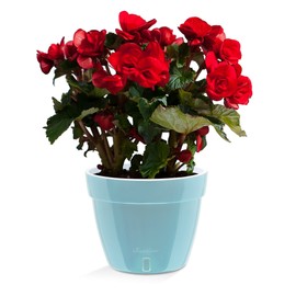 Santino ASTI 10.6 Inch Self Watering Planter Menthol/White for Indoor Plants - Premium Quality Modern Plastic Pot w/Water Level Indicator for All House Herbs, Plants, African Violets and Dahlias